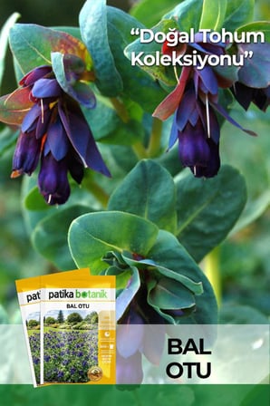 10 Adet Bal Otu Tohumu (Cerinthe major ssp. purpurascens)