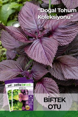 100 Adet Biftek Otu Tohumu (Perilla Frutescens)