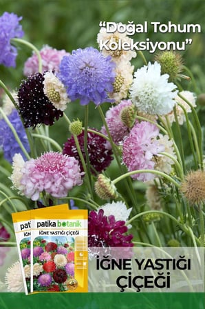 30 Adet İğne Yastığı Çiçeği Tohumu (Scabiosa Atropurpurea)