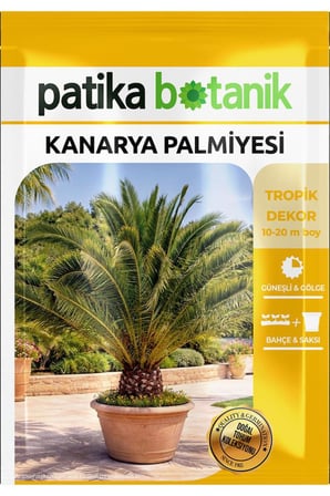 5 Adet Kanarya Palmiyesi Çiçek Tohumu (Phoenix canariensis)