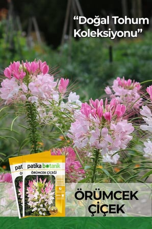 50 Adet Örümcek Çiçeği Tohumu (Cleome hassleriana)