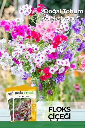 100 Adet Floks Çiçeği Tohumu (Phlox Drummondii Grandiflora)