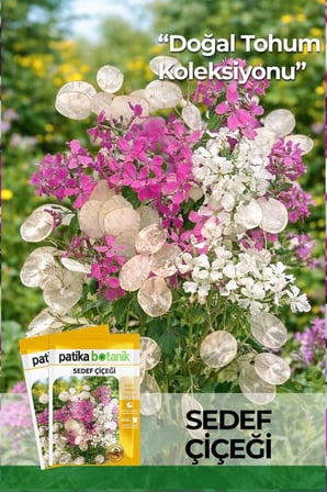 30 Adet Sedef Çiçeği Tohumu (Lunaria Biennis)