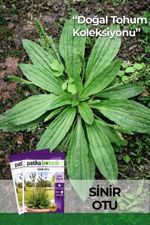 100 Adet Sinir Otu Tohumu (Plantago Lanceolata)