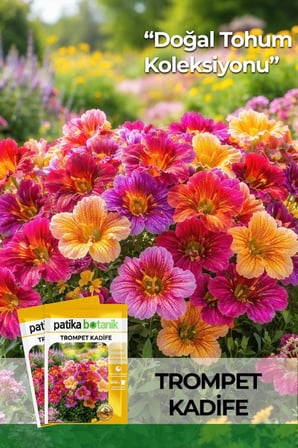 100 Adet Trompet Kadife Çiçek Tohumu (Salpiglossis Sinuata)
