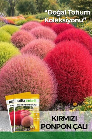 50 Adet Ponpon Çalı Çiçek Tohumu (Kochia scoparia red globe)