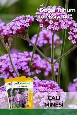 100 Adet Çalı Minesi Çiçek Tohumu (Verbena Bonariensis)