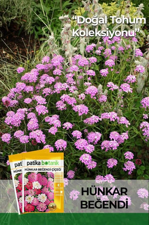 100 Adet Hünkar Beğendi Çiçeği Tohumu (İberis Umbellata)