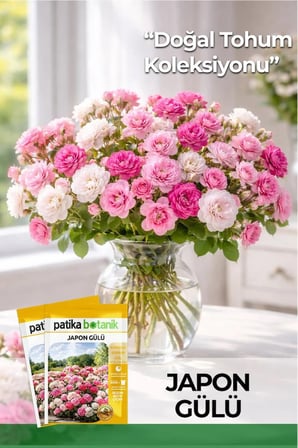5 Adet Japon Gülü Çiçeği Tohumu (Rosa chinensis)