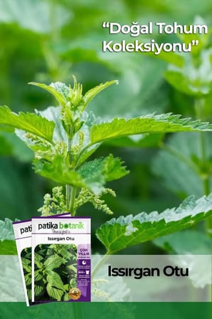 80 Adet Ata Tohumu Isırgan Otu (Urtica Dioica)