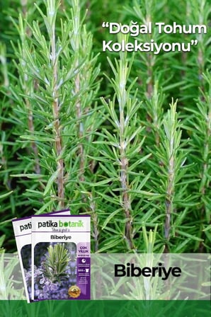 40 Adet Ata Tohumu Biberiye (Rosmarinus Officinalis L.)