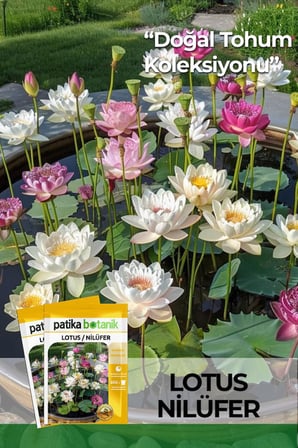3 Adet Lotus / Nilüfer Çiçek Tohumu (Nelumbonaceae)