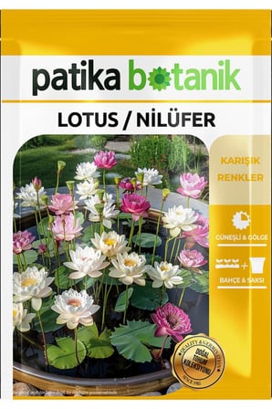 3 Adet Lotus / Nilüfer Çiçek Tohumu (Nelumbonaceae)
