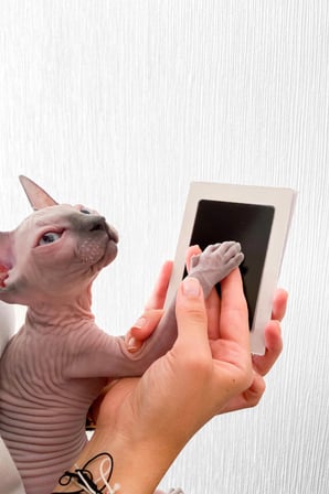 Evcil Hayvan Pati İzi Seti - Toksik Olmayan Mürekkepsiz Baskı Kiti - Kedi Ve Köpek İçin Uygun
