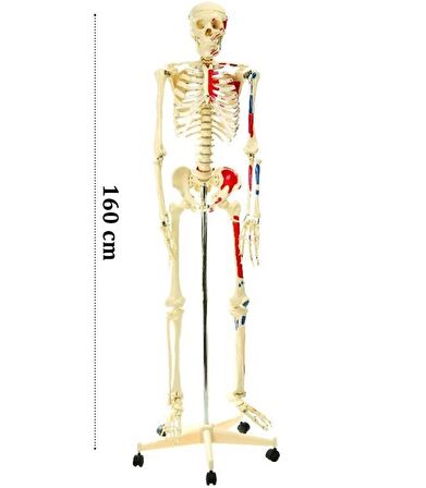 İskelet Modeli 160cm İnsan İskeleti Gerçek Boyut