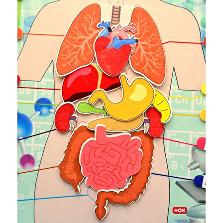 İç Organlar Sistemi Keçe Duvar Panosu , Eğitici Oyuncak