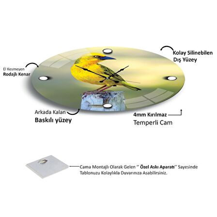 Kanarya Cam Saat - 40 cm