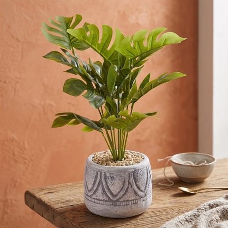 Objevi Beyaz Saksıda Deve Tabanı - Renkli - 13x38 cm