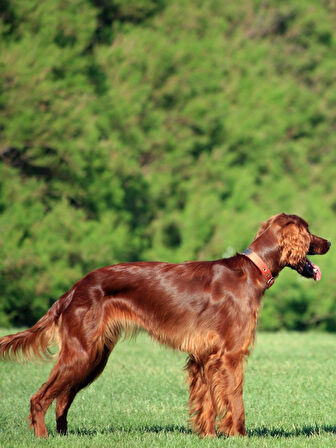 ARMOR COAT Köpek Bakım Spreyi Böğürtlen Kokulu 75 ml