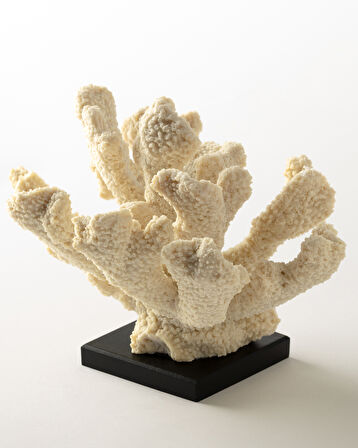 Pauline Biblo - Krem