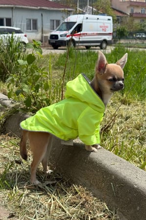 Patilinka Kedi Köpek Kışlık Kıyafet – Yeşil Kapüşonlu Yağmurluk
