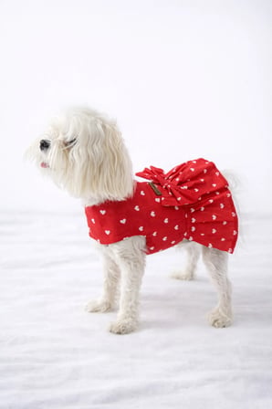 Kedi - Köpek Yazlık %100 Pamuklu Poplin Elbise - Kıyafet - Tişört