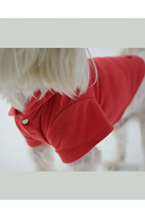 Patilinka Kedi Köpek Yazlık Kıyafet – Narçiçeği Polo Yaka Tişört