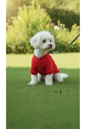 Kedi - Köpek Kaşkorse Esnek Mevsimlik Ceket - Mont - Yağmurluk - Yelek - Kıyafet