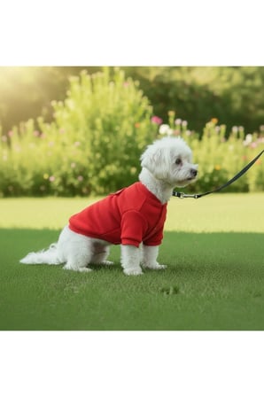 Kedi - Köpek Kaşkorse Esnek Mevsimlik Ceket - Mont - Yağmurluk - Yelek - Kıyafet