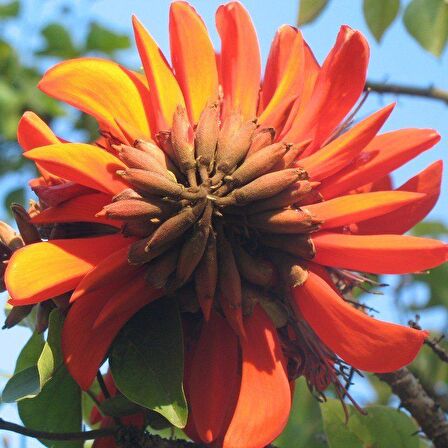 Erythrina Caffra Mercan Ağacı Tohumu (3 Adet)