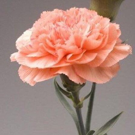 Chabaud Salmon Color Karanfil Çiçeği Tohumu (70 adet)
