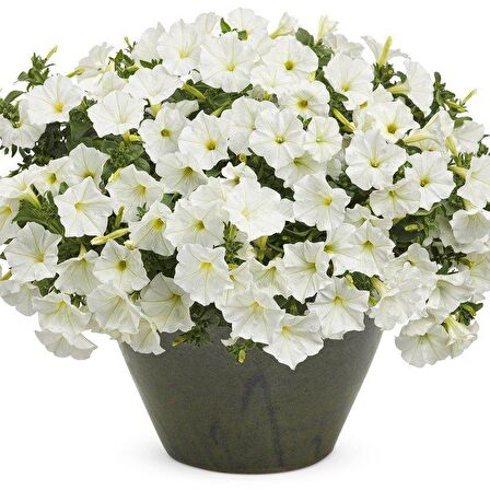 Snowball Sarkıcı Petunya Çiçeği Tohumu (100 tohum)