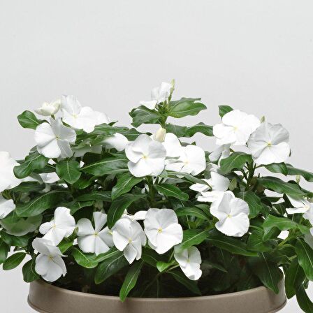 Pure White Vinca Roseus Rozet Çiçeği Tohumu (20 Tohum)