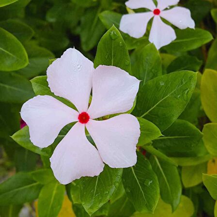 Bright Eye's Vinca Roseus Rozet Çiçeği Tohumu (20 Tohum)