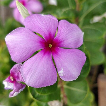 Little Pink Vinca Roseus Rozet Çiçeği Tohumu (20 Tohum)