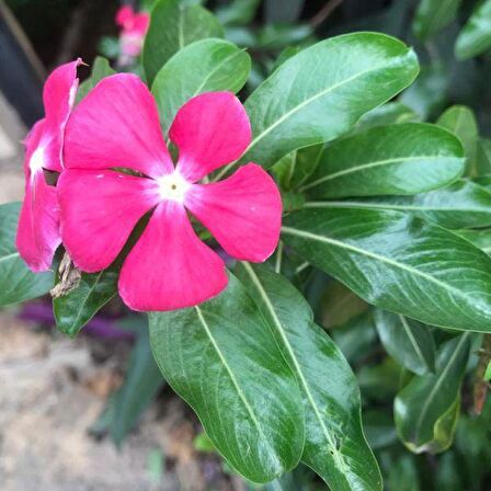 Deep Rose Vinca Roseus Rozet Çiçeği Tohumu (20 Tohum)