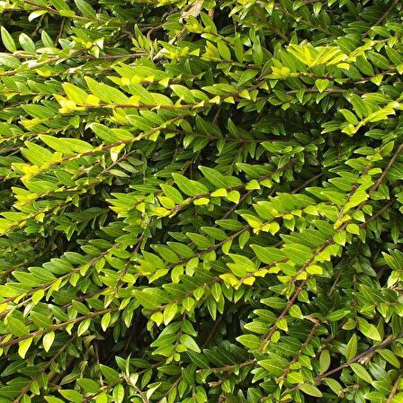 Tüplü Lonicera Pileata Bodur Hanım Eli Fidanı