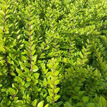 Tüplü Lonicera Pileata Bodur Hanım Eli Fidanı