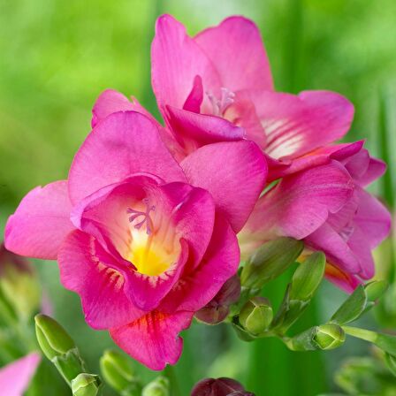 Pembe Renkli Frezya Çiçeği Soğanı Pink Color Freesia (5 adet)