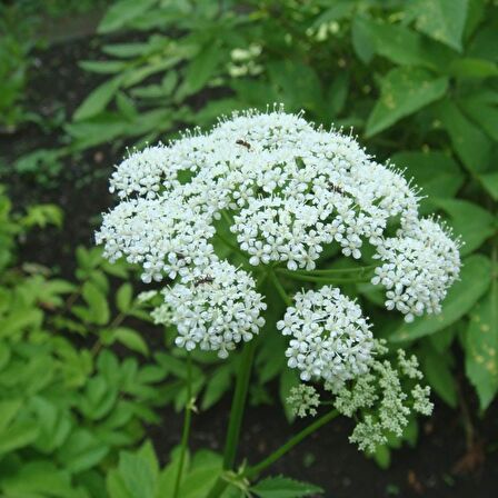 Şifali Boneset Çiçeği Tohumu (50 tohum)