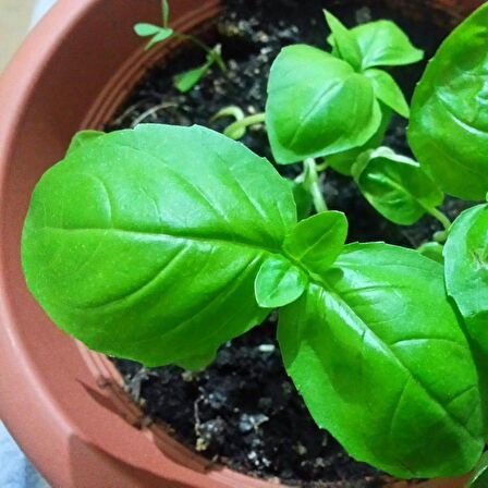 Dogal Green Flesh Geniş Yapraklı Aromatik Fesleğen Tohumu (50 tohum)