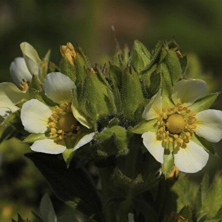 Potentilla Arguta Çiçeği Tohumu (100 tohum)