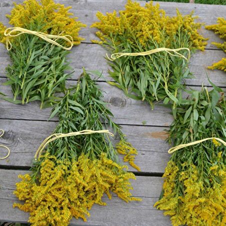Stiff Goldenrod Çiçeği Tohumu (100 tohum)
