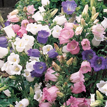 Katmerli Campanula Karışık Çan Çiçeği Tohumu (100 tohum)