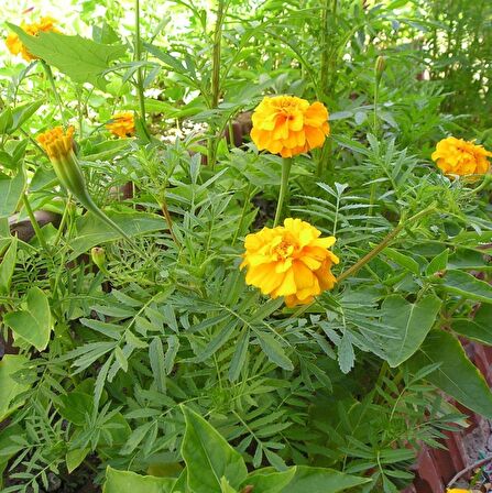 Soğuklara Dayanıklı Katmerli Yellow Beauty Geum Çiçeği Tohumu (20 tohum)