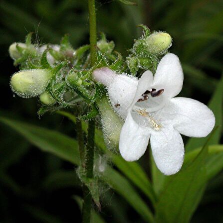 Kuğu Beyazı Penstemon Çiçeği Tohumu (200 tohum)