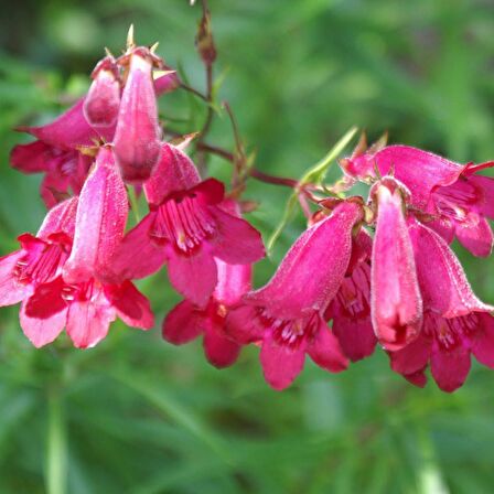 Kırmızı Renkli Penstemon Çiçeği Tohumu (50 tohum)