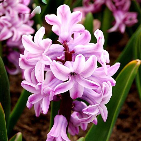 Sweet Lady Penstemon Çiçeği Tohumu (50 adet)