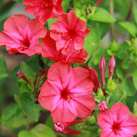 Bright Red Akşam Sefası Çiçeği Tohumu (20 tohum)