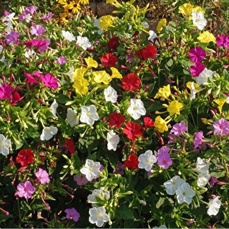 Bicolor Mixed Akşam Sefası Çiçeği Tohumu (20 tohum)